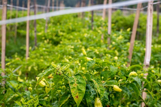 Traditionelle Chili-Anbau in Banyuwangi Regency Indonesien