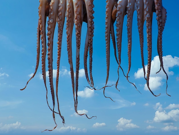 Foto traditionelle griechische meeresfrüchte - oktopus hängt an einer leine, um zu trocknen