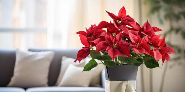 Traditionelle Weihnachtsblumen-Poinsettia und Geschenkkiste elegant in einem stilvollen Wohnzimmer ausgestellt