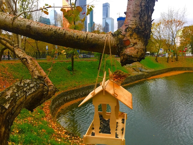 Foto traditioneller baum am wasser gegen den himmel