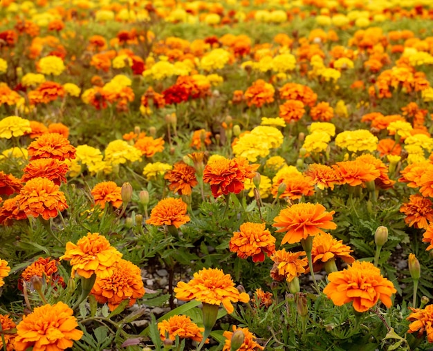 Traditioneller Blumen-Cempasuchil oder Marygold Holiday Day of the Dead oder Dia de los Muertos in Mexiko