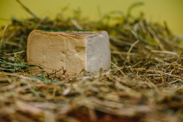 Traditioneller französischer Käse im Heu zum Verkauf auf dem Normandie-Markt Frankreich