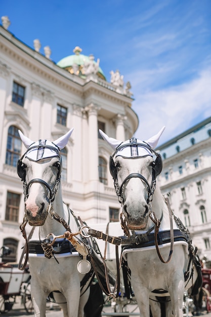 Traditioneller Pferdekutscher Fiaker in Wien Österreich