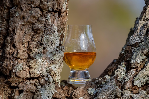 Traditioneller Single-Malt-Scotch-Whiskey im Glencairn-Glas in selektiver Konzentration