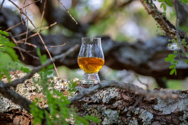 Traditioneller Single-Malt-Scotch-Whiskey im Glencairn-Glas in selektiver Konzentration