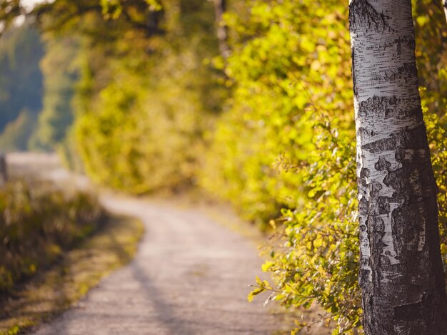 traditioneller Wald von Zentralrussland Sommer Sonnenuntergang landschaftlicher Wald von frischen grünen Bäumen wunderschöner Park Sommerlandschaft Birkenhain Tannenwald Sommerlandschaft