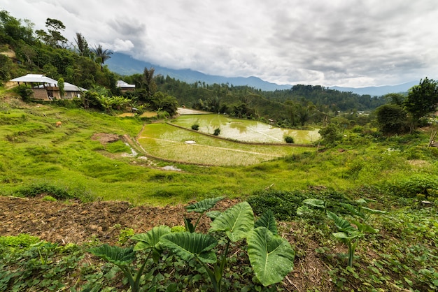 Traditionelles Dorf in Sulawesi Indonesien