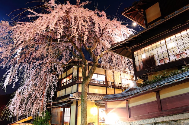 Traditionelles japanisches Haus mit Sakura-Baum in der Nacht