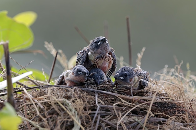 Tragar bebés esperando para comer de su madre lindo pájaro golondrina banyak