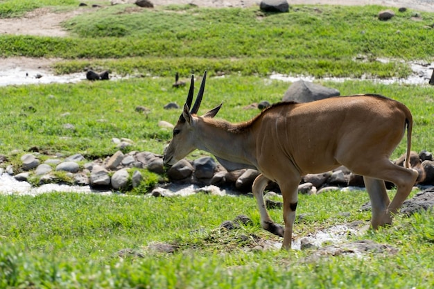 Tragelaphus-oryx-antilope, die in einer herde mit einigen tauben um mexiko isst