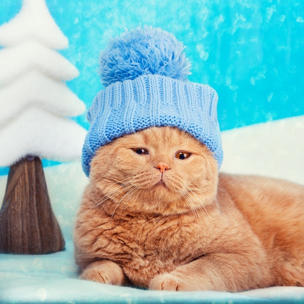 Tragender Hut der Katze, der am Weihnachtshintergrund liegt