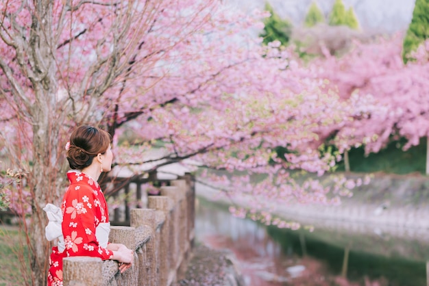 Tragender Kimono der Asiatin mit Kirschblüten, Kirschblüte in Japan.