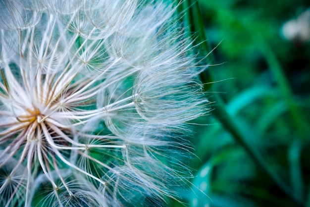 Tragopogon pseudomajor S Nikit Diente de león