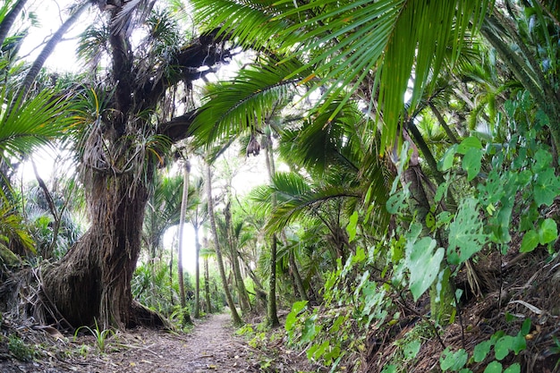 Trail auf dem Heaphy Track Westküste Neuseelands