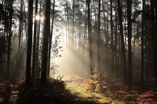 Trail durch einen Nadelwald bei Sonnenaufgang bei nebligem Wetter