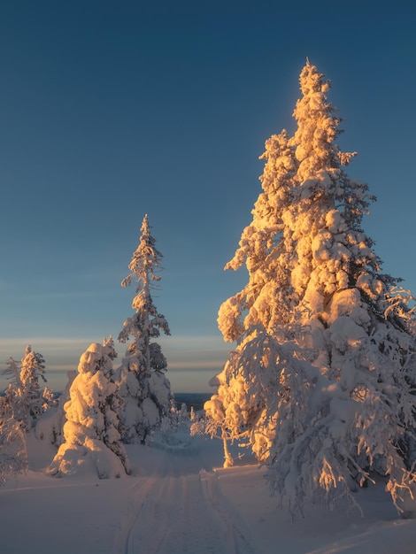 Trail durch einen wunderschönen schneebedeckten Fichtenwald Weihnachtsbäume sind mit Schnee auf dem sonnigen Polarwald bedeckt Dawn nördlicher minimalistischer natürlicher Hintergrund mit Schneefichte