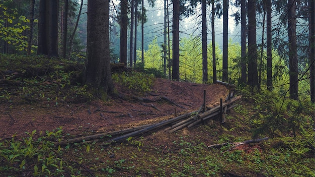 Trail im alten schönen Fichtenwald an einem Sommerabend