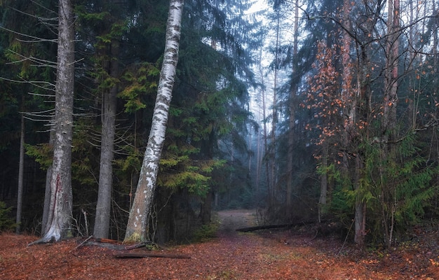 Trail im Herbstwald mit Birken in einem blauen Dunst am frühen Morgen