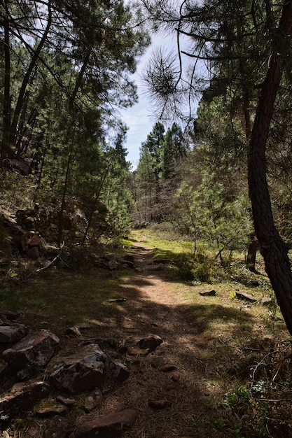 Trail mitten im Wald