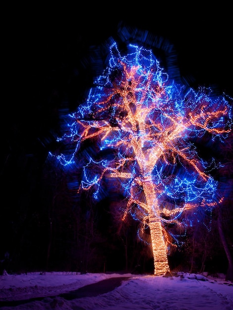 Trail of Lights im Botanischen Garten von Denver in Chatfield.