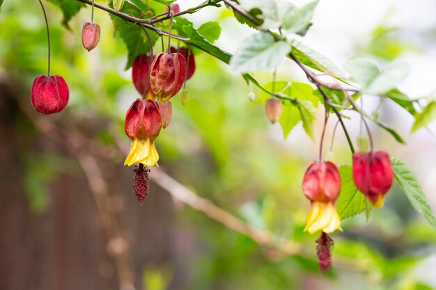 Trailing Abutilon Abutilon megapotamicum florescendo no jardim