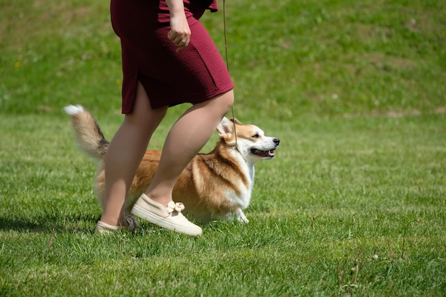 Training eines Pembroke-Corgi-Hundes, der in der Nähe spazieren geht