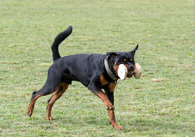 Training von Rottweiler zum Abrufen eines Objekts