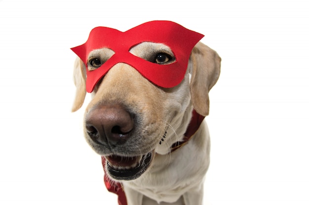 TRAJE DO CÃO HERÓI. CLOSE-UP ENGRAÇADO DO LABRADOR VESTIDO COM UM CABO VERMELHO E UMA MÁSCARA. ISOLADO DISPARADO DE ENCONTRO AO FUNDO BRANCO.