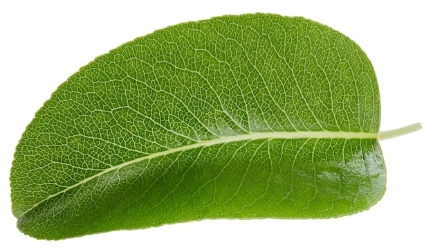 Trajeto de recorte de pera de uma folha Folhas de pera isoladas no fundo branco