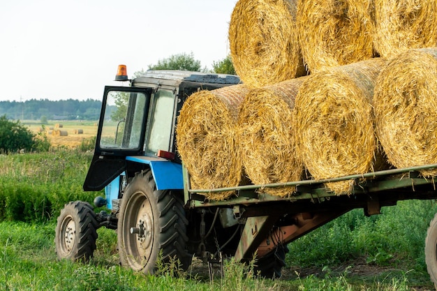 Traktor auf Anhänger transportiert große Rundballen Heu Transport von Heu zu Orten für die Lagerung und Trocknung von Silage Heuernte für Tierfutter