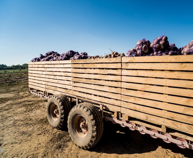 Traktor bei der Feldernte von Rübenwurzeln.