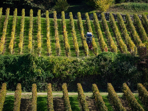 Traktor, der vor der Ernte in der Region Saint Emilion in Frankreich an Rebzeilen in einem Weinberg arbeitet