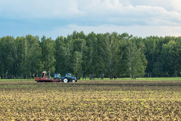 Traktoren ernten Kartoffeln auf dem Feld und ernten Kartoffeln