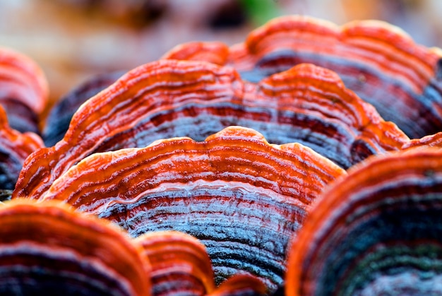 Trametes versicolor, ein wunderschöner Pilz, der auf totem Holz wächst