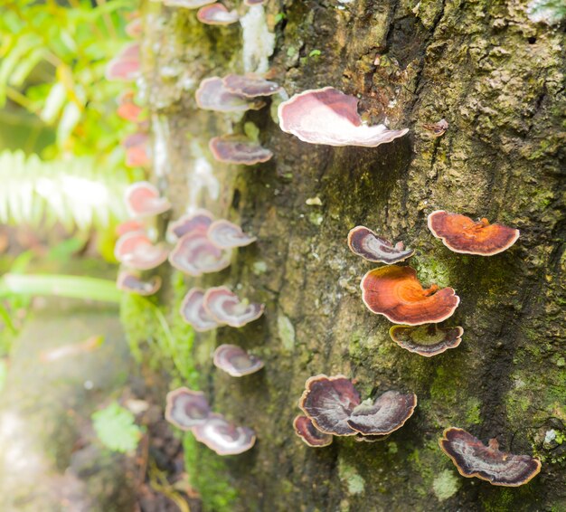 Trametes versicolor Pilz auf den Bäumen im Wald