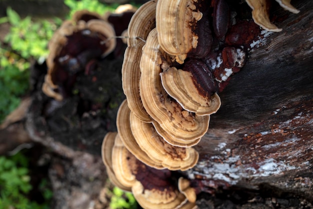 Foto trametes versicolor pilze auf einem toten baum natürlicher hintergrund