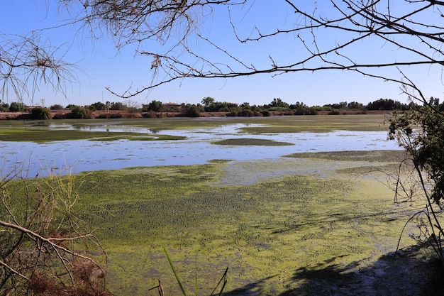 Un tramo de agua contaminada con limo verde.