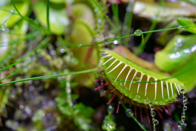 Trampa carnívora depredadora Venus atrapamoscas - Dionaea muscipula.