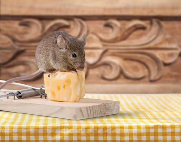 Trampa para ratones con queso y ratón en el fondo