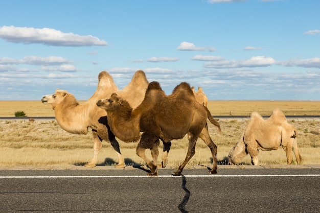 Trampeltier, Innere Mongolei