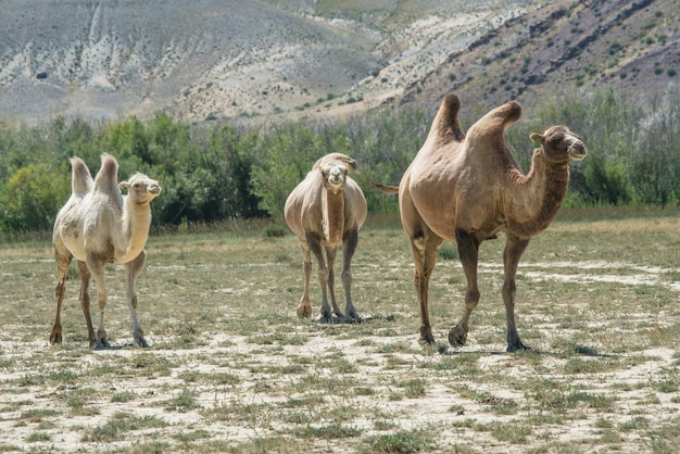 Trampeltiere. Mongolische Kamele auf einem Hintergrund von Bergen. Reisen in Asien.