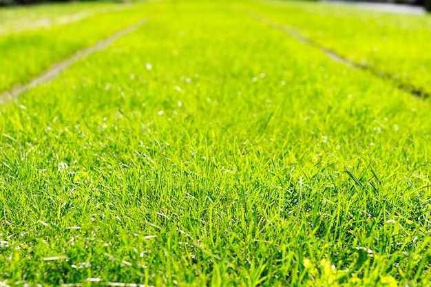 Tramschiene mit frischem grünem Gras am sonnigen Wetter.