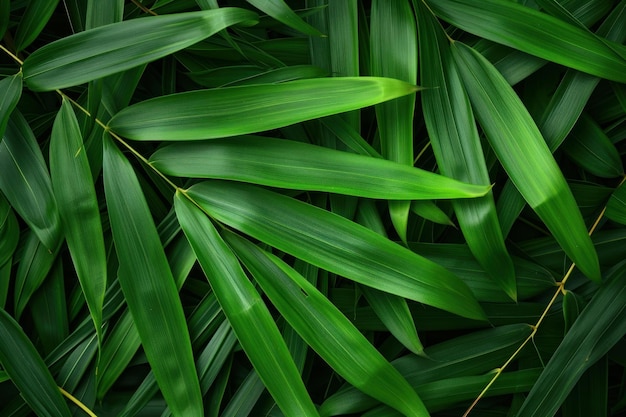 Foto tranquil bamboo verlässt den hintergrund und generiert ki