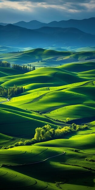 Una tranquila vista aérea de las vibrantes flores silvestres en un verde valle