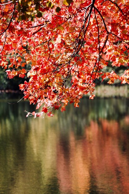 Foto la tranquilidad del otoño