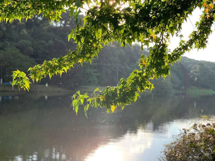 El tranquilo amanecer del lago