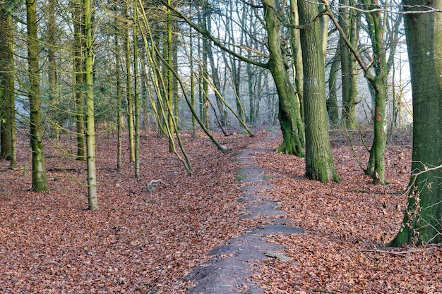 Tranquilo bosque vacío y relajante en otoño con hojas marrones que cubren el suelo y árboles que crecen en el paisaje natural Sendero en un misterioso bosque salvaje y rural para explorar la aventura en Dinamarca