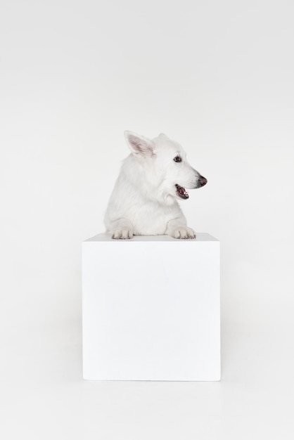 Tranquilo, inteligente, atractivo estudio de mascotas, foto de perro pastor suizo blanco posando aislado sobre gris