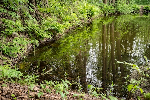 Tranquilo lago forestal con agua clara que refleja los árboles y el cielo