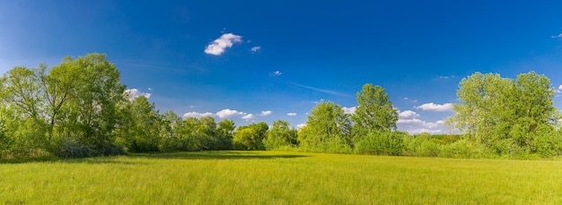 Foto tranquilo paisaje panorama luz solar belleza escénica pradera árboles soleado cielo azul naturaleza idílica